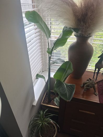 Giant bird of Paradise