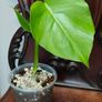 No.5 Monstera Green On Green Image 10