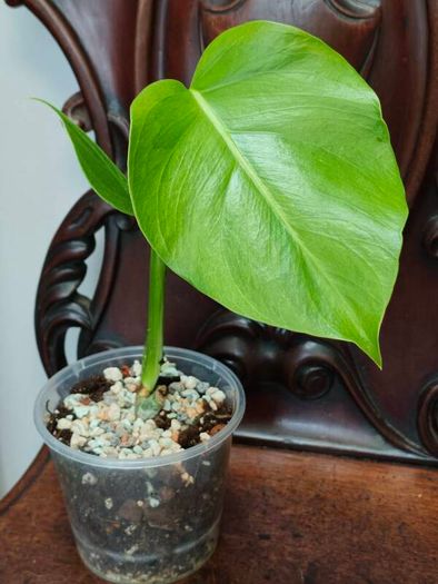 No.5 Monstera Green On Green