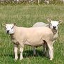 Texel hoggott rams Image 4