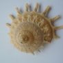 Shells, Home decor, Shell decorations.New Image 3