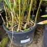 bamboo plants different varieties Image 10