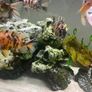 240 litre Aquarium Image 7