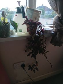 free plants