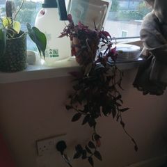 free plants