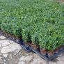 Box Hedging Image 9