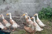 Duck and Drake