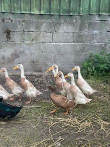 Duck and Drake