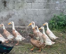 Duck and Drake