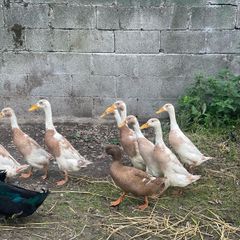 Duck and Drake