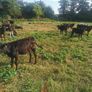 Calves Image 3