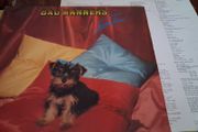 Bad Manners - Loonee Tunes - 1980 vinyl LP