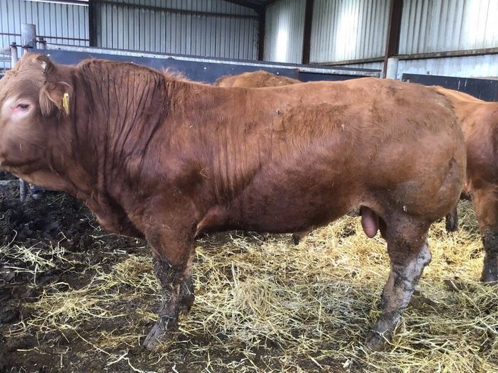 Pbr limousine bulls