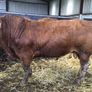 Pbr limousine bulls Image 7