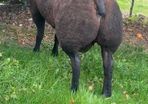 Pedigree Blue Texels Rams