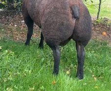 Pedigree Blue Texels Rams