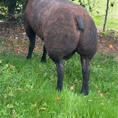 Pedigree Blue Texels Rams