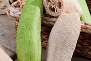 (L) Luffa Sponge Gourd seeds 1g (883706)