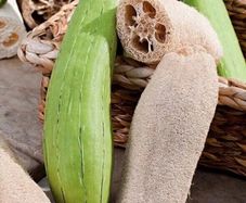 (L) Luffa Sponge Gourd seeds 1g (883706)