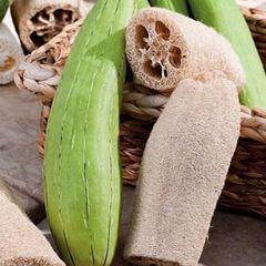 (L) Luffa Sponge Gourd seeds 1g (883706)