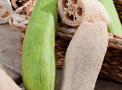 (L) Luffa Sponge Gourd seeds 1g (883706)