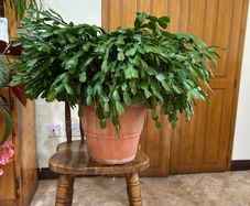 Mature Christmas cactus