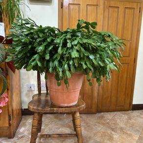 Mature Christmas cactus