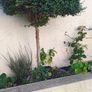 5ft trees Image 2