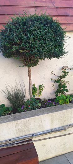 5ft trees