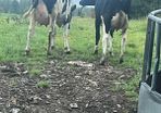 Cows