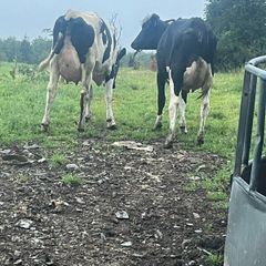Cows