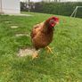 Hatching Eggs Image 2