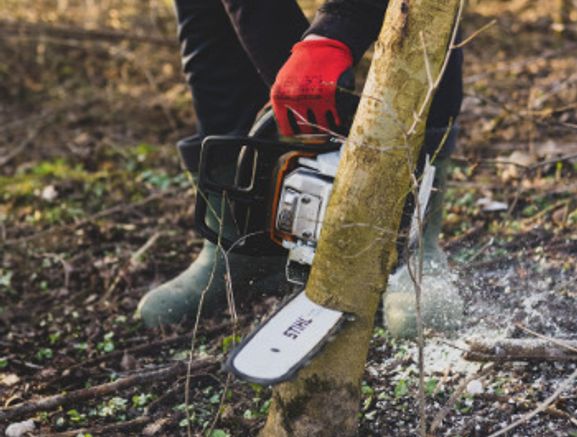 Small to Medium Tree Removal