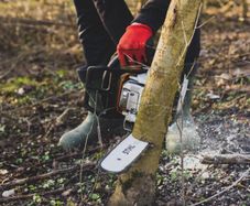 Small to Medium Tree Removal
