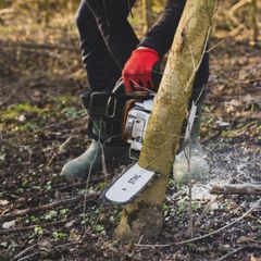 Small to Medium Tree Removal
