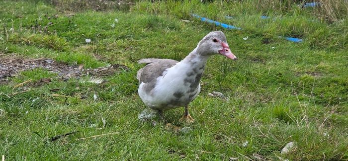 Muscovy ducks 3 months old