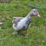 Muscovy ducks 3 months old Image 9