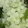 Hydrangea Image 6