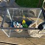 fish Image 5