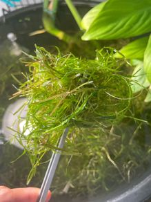 Guppy Grass (Najas) - Live Floating Aquarium Plant - Shrimp & Fry - 250ml