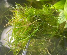Guppy Grass (Najas) - Live Floating Aquarium Plant - Shrimp & Fry - 250ml