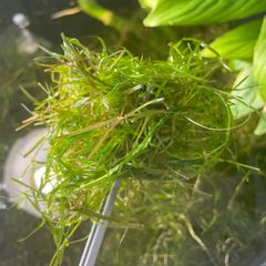 Guppy Grass (Najas) - Live Floating Aquarium Plant - Shrimp & Fry - 250ml