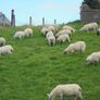 Hoggets Image 4