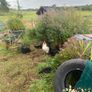 Ayam Cemani, Giants, Bantams - Roosters, Chicks, Micro Flocks, Ducklings, Goslings Image 2