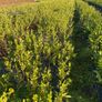 Hedging Laurel & Griselenia Image 2