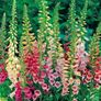 Foxglove seeds, pink, white and pastel Image 2