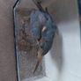 Antique taxidermy Kingfisher in wooden case with a glass front Image 10
