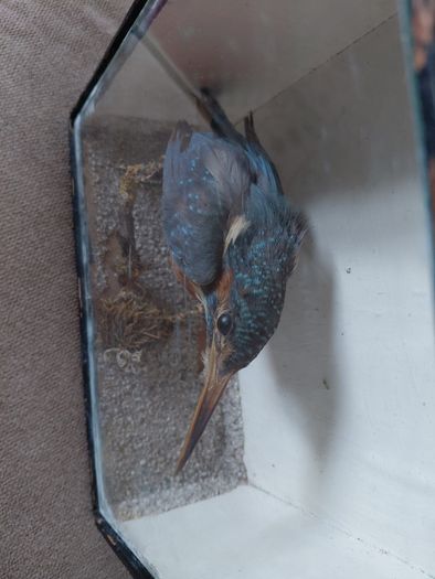 Antique taxidermy Kingfisher in wooden case with a glass front