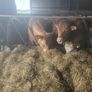Cattle Image 2