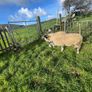 Swaledale Rams Image 5